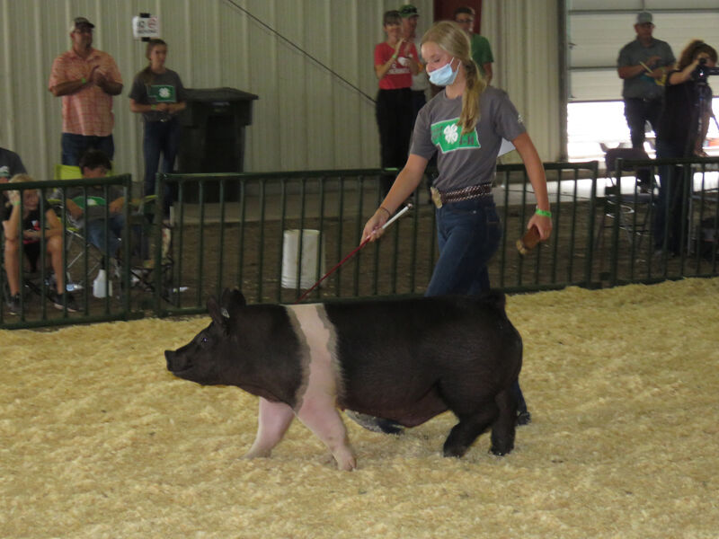 Pig, Grand Champion CeCelia Berggren, Pleasanton